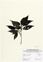 藏品(長梗紫麻)的圖片